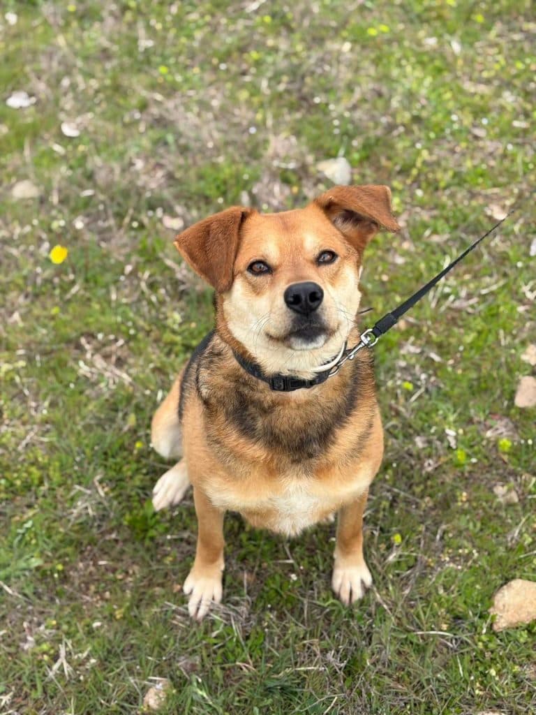 Bambi - Mixed Breed available for adoption