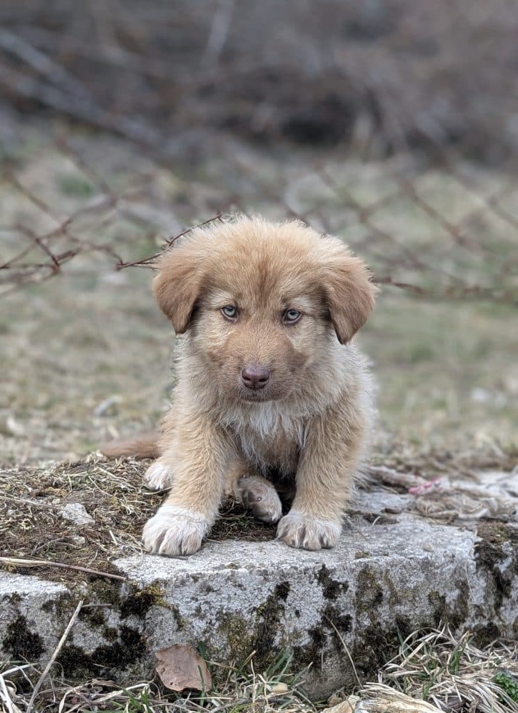 Wolle - Mixed Breed available for adoption