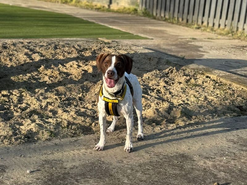 Archie - English Springer Spaniel Cross available for adoption