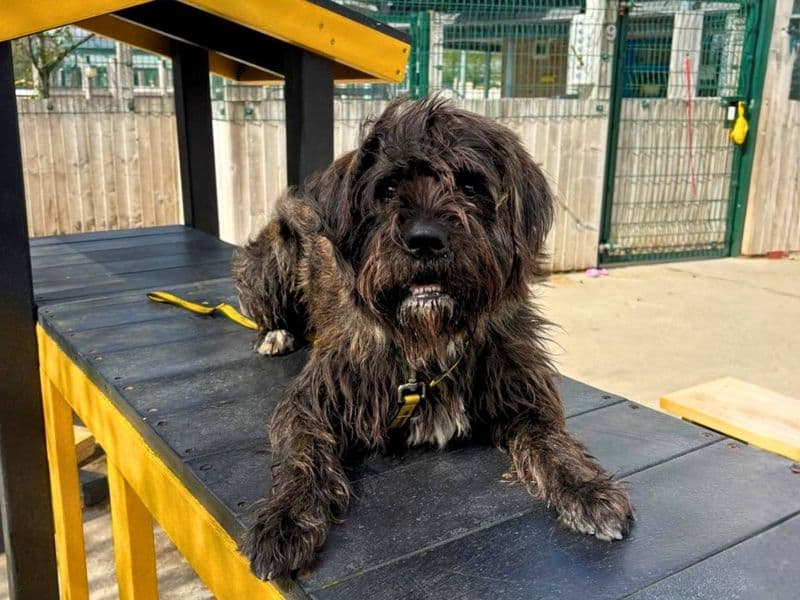 Bear - Mixed Breed available for adoption