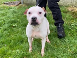 Staffordshire Bull Terrier