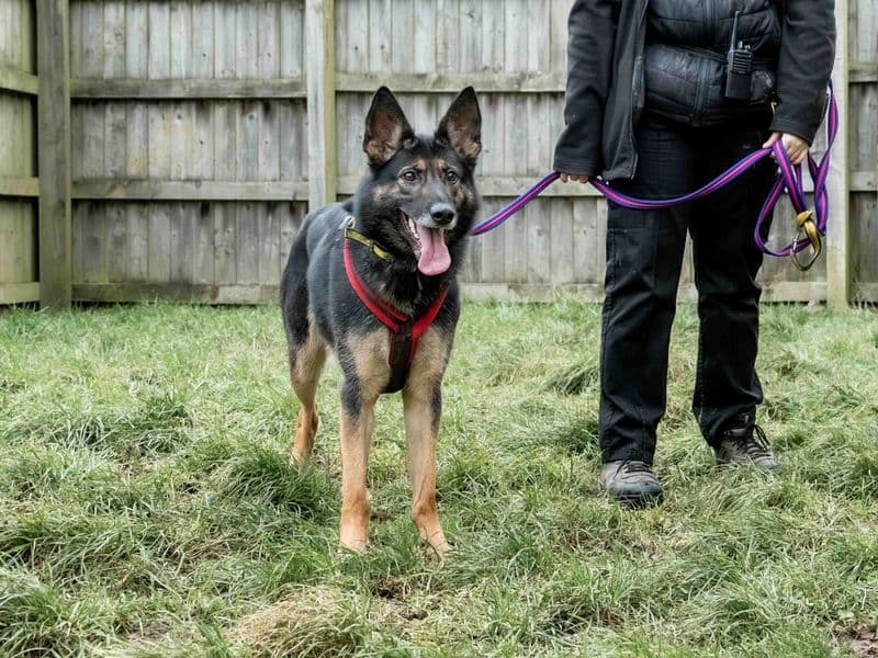 Darla - German Shepherd Dog Cross available for adoption