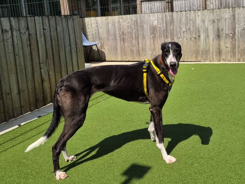 Fern - Greyhound available for adoption
