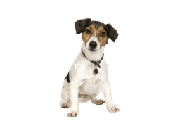 Jack Russell Terrier