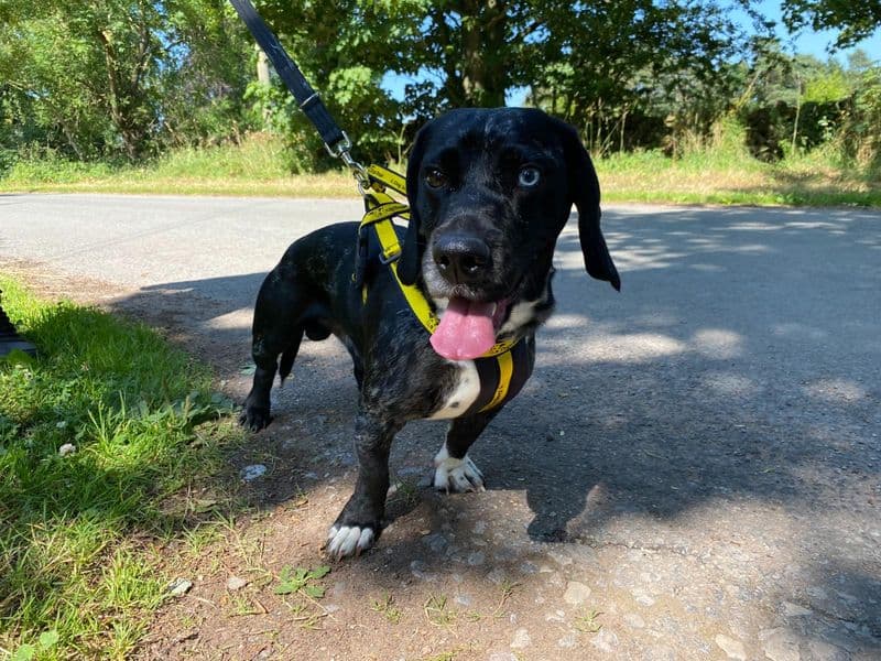 Oreo - Dachshund Cross available for adoption