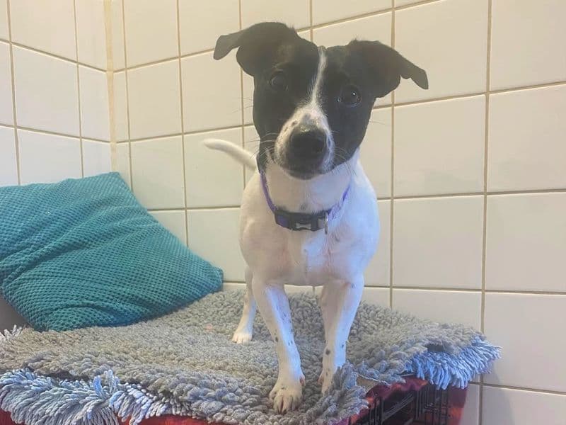 Skittles - Jack Russell Terrier available for adoption