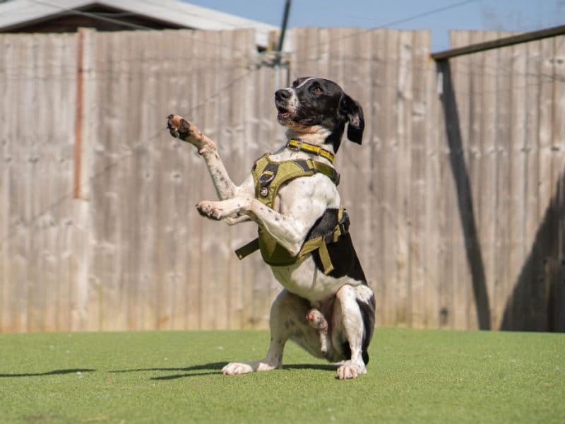 Woody - Labrador Retriever Cross available for adoption