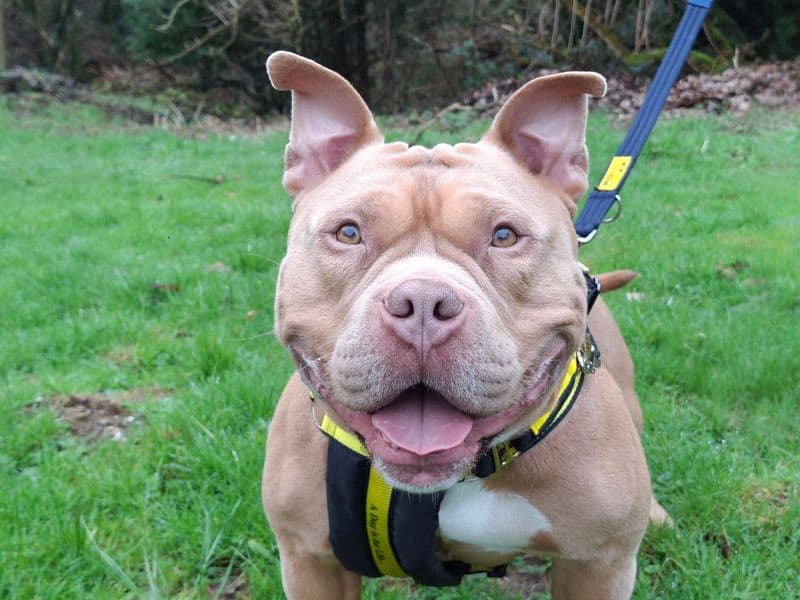 Zeus - American Bully available for adoption