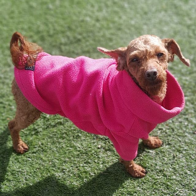 Bear Boo - Poodle available for adoption