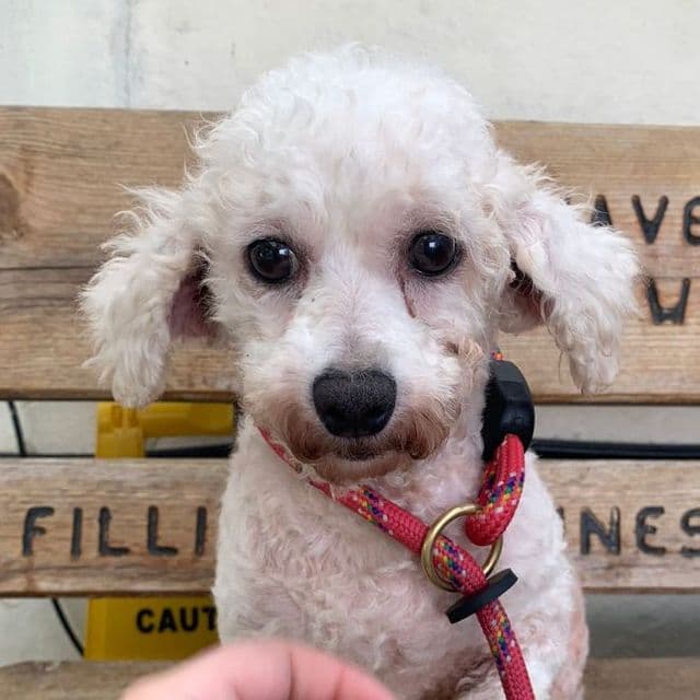 Doris - Bichon Frise available for adoption