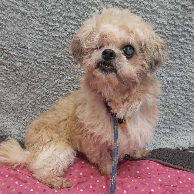 Lemon Pie - Shih Tzu available for adoption