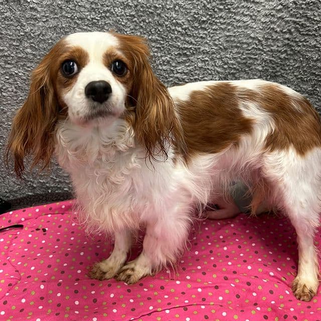 Lily - Cavalier King Charles Spaniel Cross available for adoption
