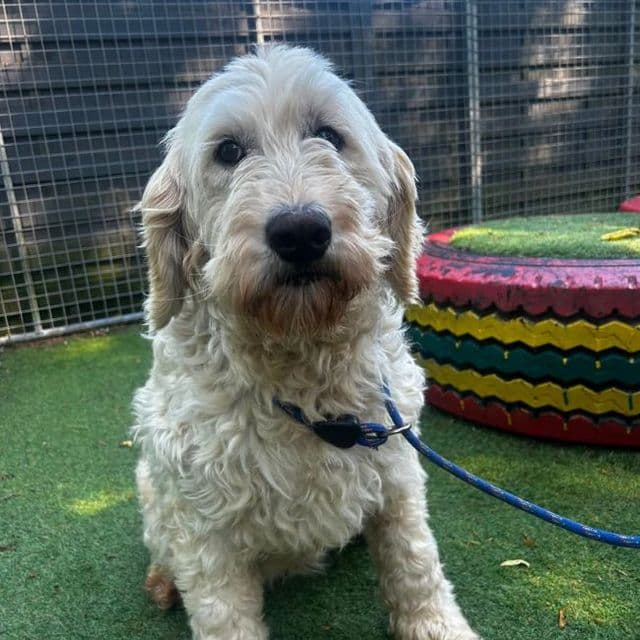 Lucy - Golden Retriever available for adoption