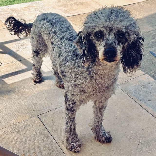 Maisie - Poodle available for adoption
