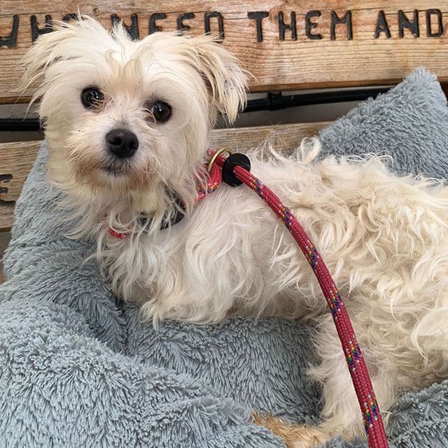 Orchid - Maltese available for adoption