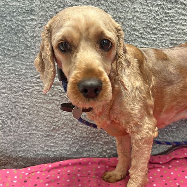Photo of Ruby