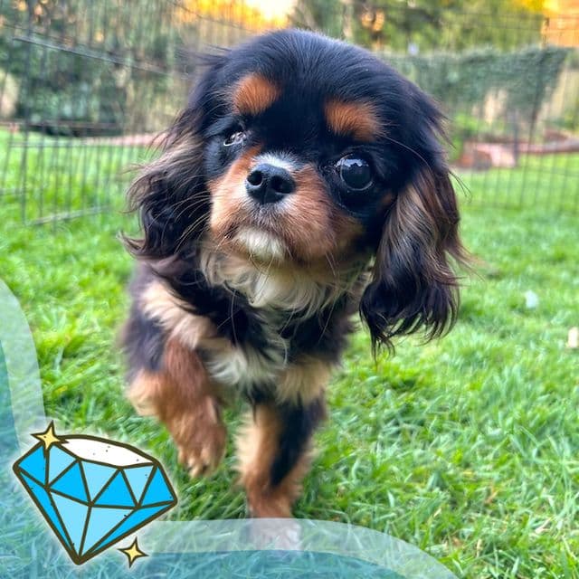 Victoria - Cavalier King Charles Spaniel available for adoption
