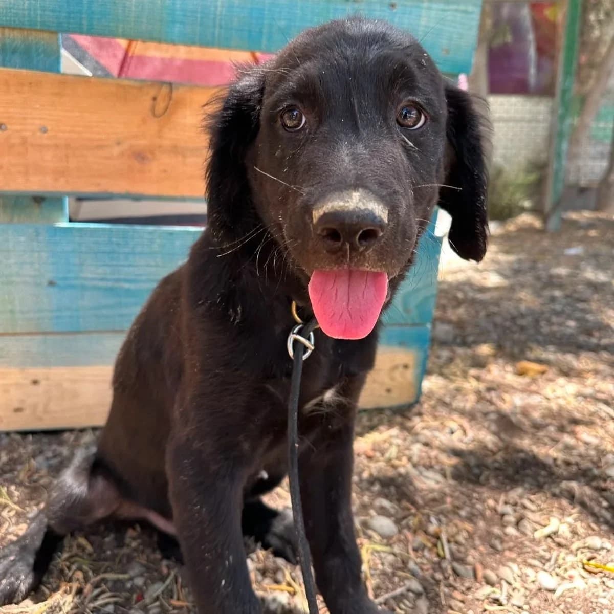 Chester - Mixed Breed available for adoption