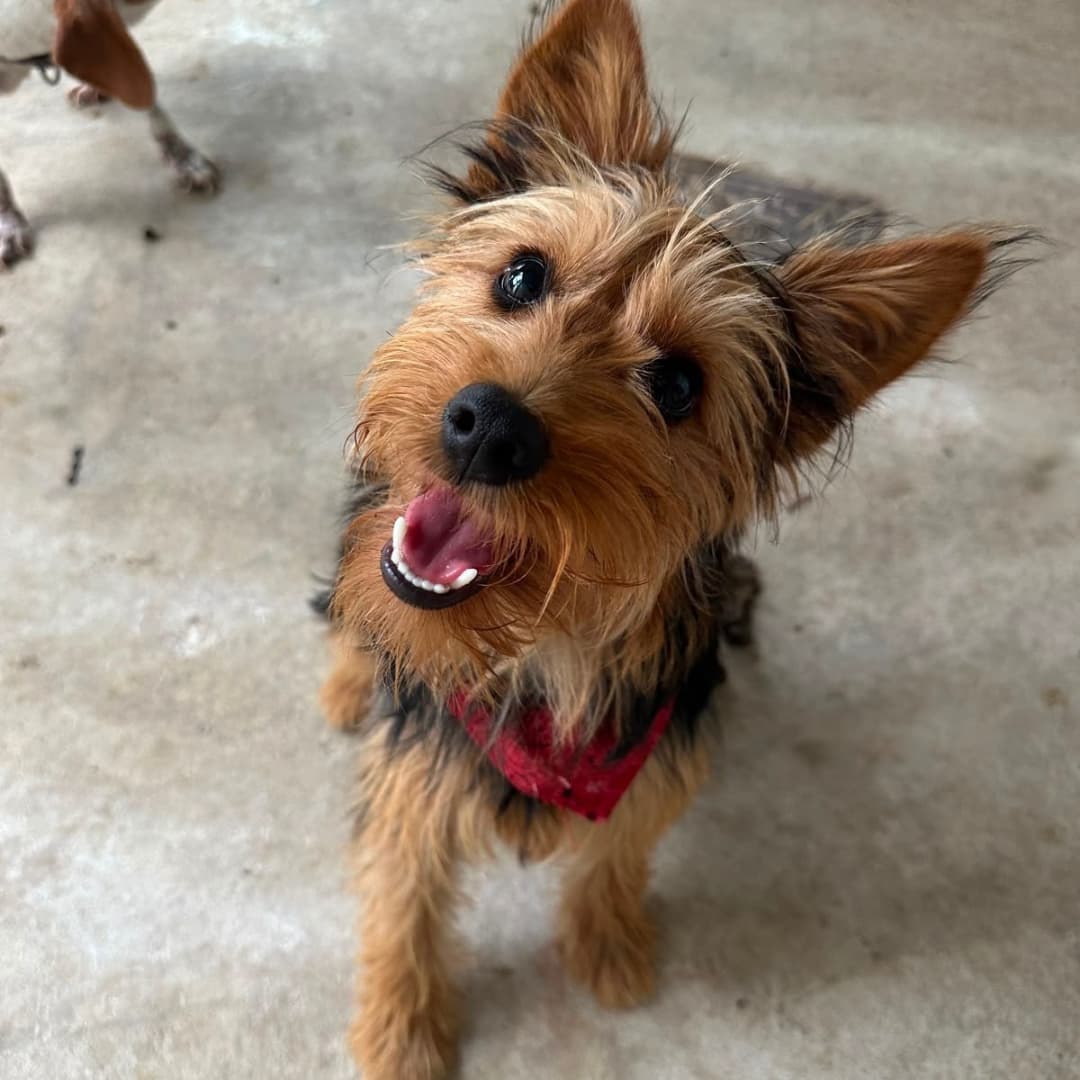 Oz - Mixed Breed available for adoption