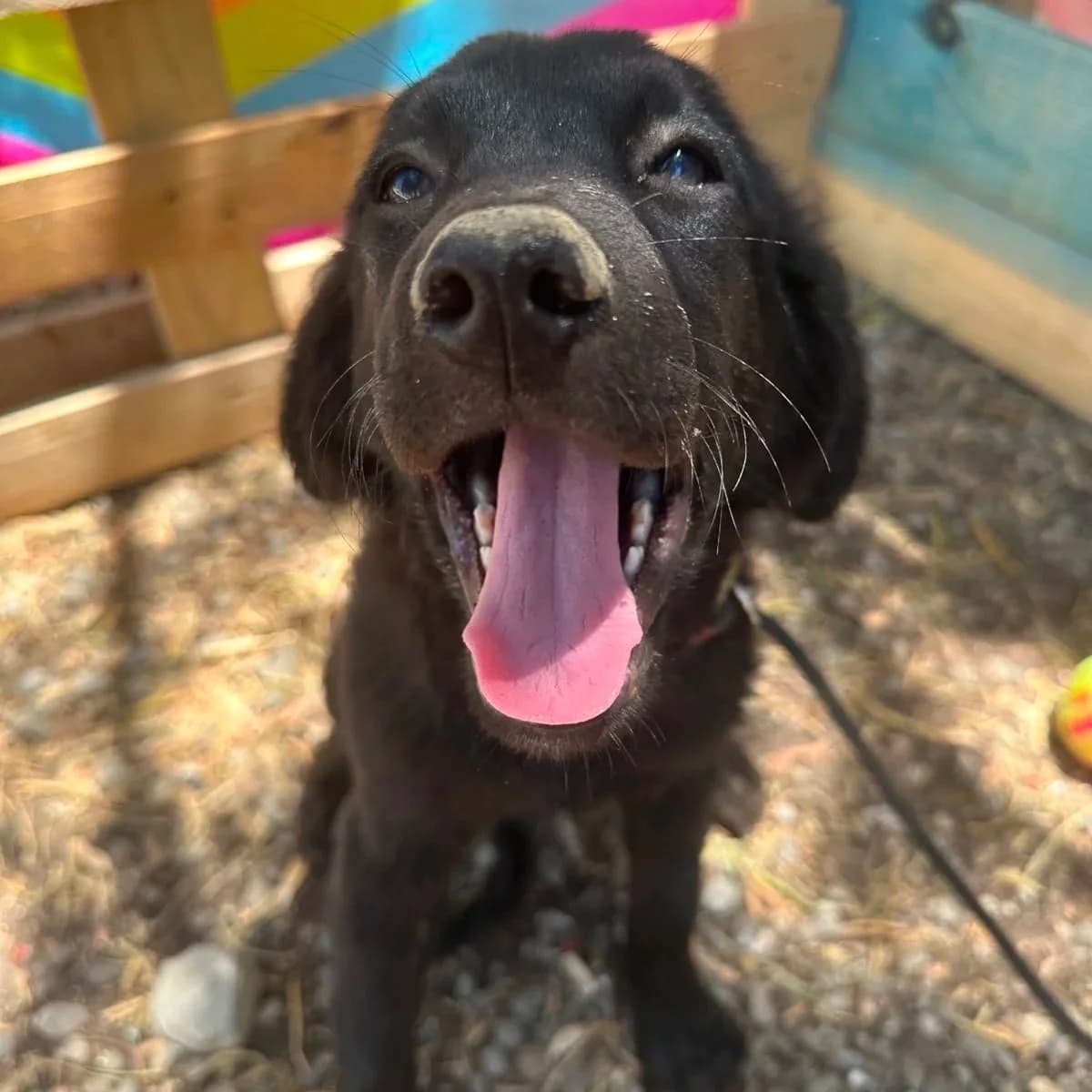 Rae - Mixed Breed available for adoption
