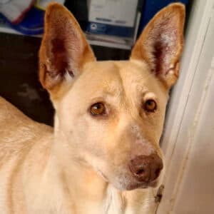 Cala - Podenco Mix available for adoption